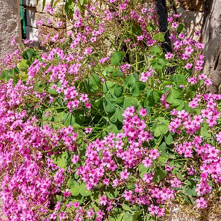 With Parking Space Zrnovo, Korcula - 9239 Апартаменты