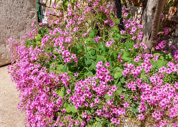 With Parking Space Zrnovo, Korcula - 9239 Appartement